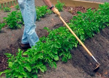 У Шосткинській громаді вразливі категорії громадян отримають насіннєві набори + Відео