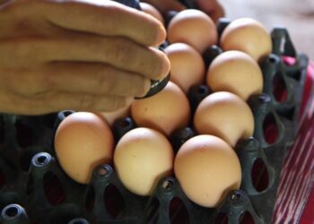 У США обвалилися ціни на яйця: FT пояснило, у чому проблема