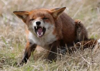 У сусідній громаді виявлено сказ у лисиці