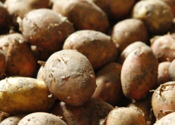 В Україні стрімко дешевшає картопля: скільки тепер коштує кілограм