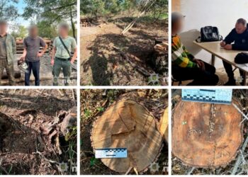 Житель Охтирки за вирубані дерева у нацпарку має сплатити понад 2 мільйони гривень