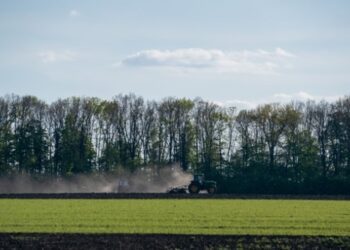 В Україні стартувала сівба гречки