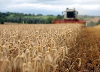 Україні прогнозують найнижчий за 13 років урожай пшениці