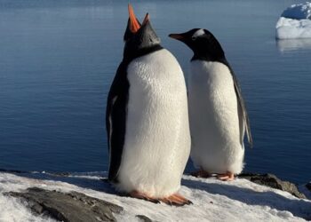 Українські полярники тріумфували на міжнародному фотоконкурсі