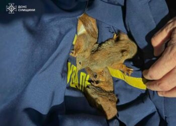 Рятувальники врятували білочок після ворожих ударів по Охтирці