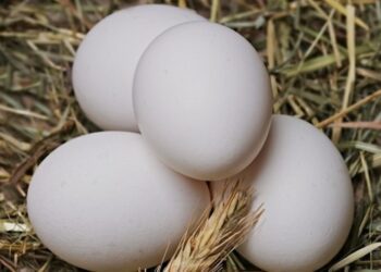 Антимонопольний комітет застеріг виробників яєць від підвищення цін