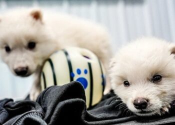 У США вчені відродили вовка з Гри престолів