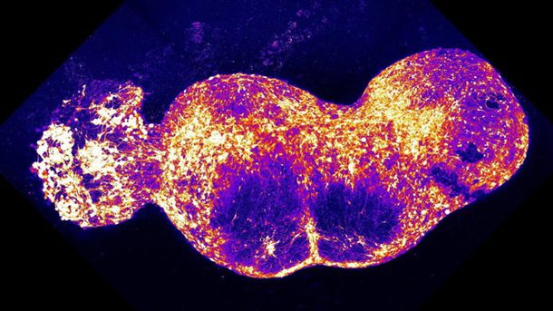 Вчені вперше відтворили нервовий контур мозку
