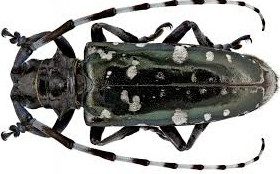 Держпродспоживслужба повідомила про небезпечних карантинних шкідників деревини на території Сумщини