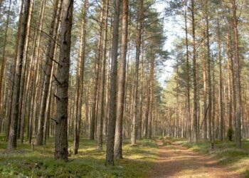 Держпродспоживслужба повідомила про небезпечних карантинних шкідників деревини на території Сумщини