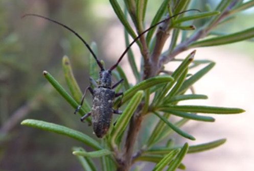 Держпродспоживслужба повідомила про небезпечних карантинних шкідників деревини на території Сумщини