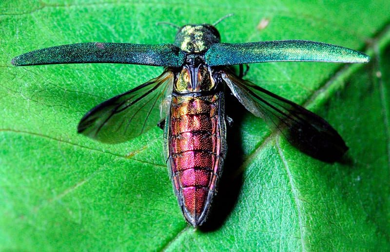 Держпродспоживслужба повідомила про небезпечних карантинних шкідників деревини на території Сумщини