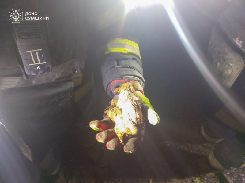 Рятувальники врятували білочок після ворожих ударів по Охтирці