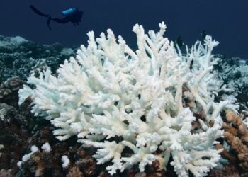 Більше 80% відсотків коралових рифів на Землі під ризиком вимирання