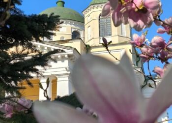 Фотофакт! В Новгород-Сіверському монастирі розквітли магнолії