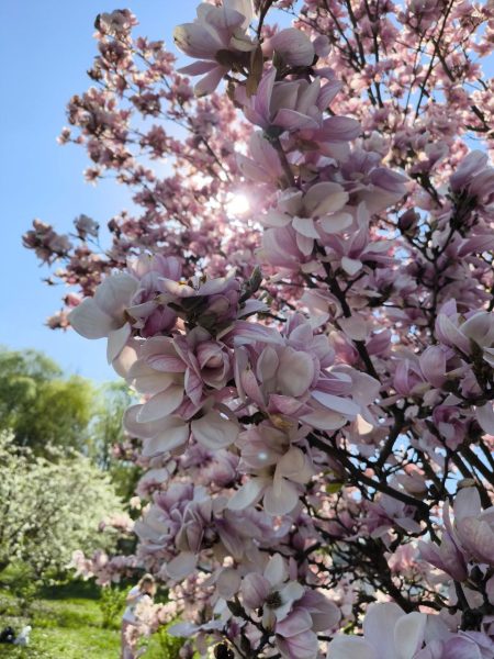 Фотофакт! В Новгород-Сіверському монастирі розквітли магнолії