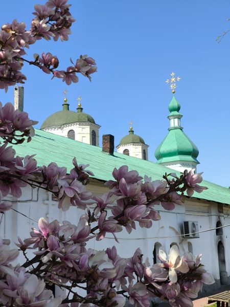 Фотофакт! В Новгород-Сіверському монастирі розквітли магнолії