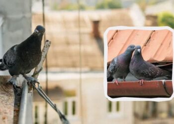 Голуби обходитимуть ваш балкон і дах десятою дорогою: ось що потрібно зробити