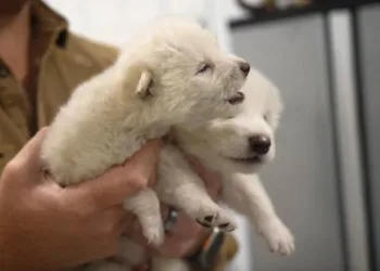 Як із серіалу “Гра престолів”: американські вчені за допомогою генної модифікації відтворили трьох дитинчат лютововка