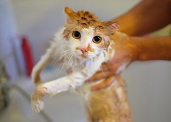 Миття кота без стресу: як часто і навіщо це робити