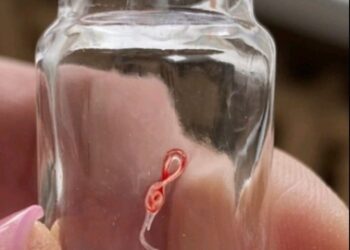 На Конотопщині зафіксовано випадок дирофіляріозу