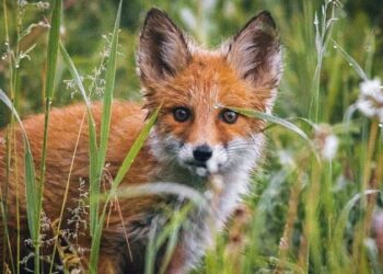 На Охтирщині розкидатимуть вакцину проти сказу для диких м’ясоїдних тварин