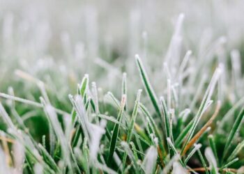 На початку тижня прогнозують заморозки