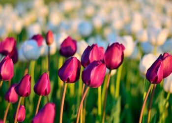 На початку тижня синоптики прогнозують на Сумщині до +27