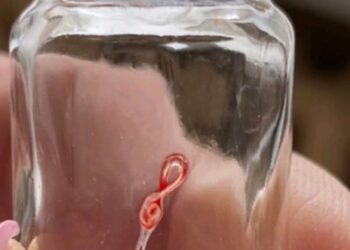 На Путивльщині зафіксовано випадок дирофіляріозу