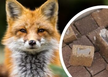 На Шосткинщині проведуть імунізацію диких тварин проти сказу