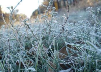 На Сумщині прогнозують заморозки