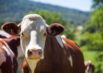 На Сумщині створили «гарячу лінію» для повідомлень про захворювання тварин на ящур та блутанг