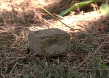 На території Конотопського району проводиться імунізація диких тварин проти сказу