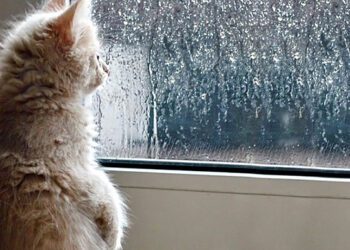 Нас чекають вихідні з помірним дощем та похолоданням