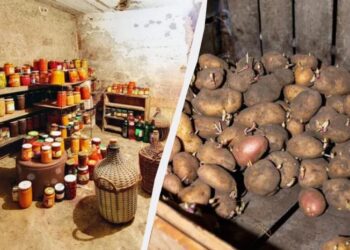 Не можна спускатися в льох без сірника, якщо там зберігається картопля: ось чому