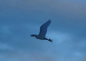 Не живе в Антарктиці: до українських полярників на станцію “Академік Вернадський” завітала єгипетська чапля