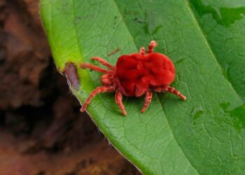 ПАРКИ ОБРОБЛЯТИМУТЬ ВІД КЛІЩІВ