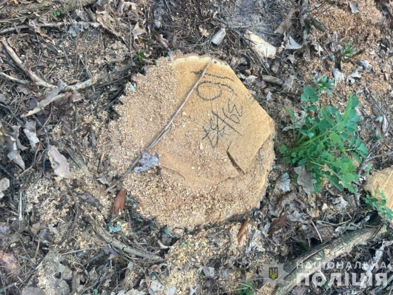 Поліція викрила незаконну вирубку дерев у ландшафтному парку «Сеймський» на 5,9 млн грн