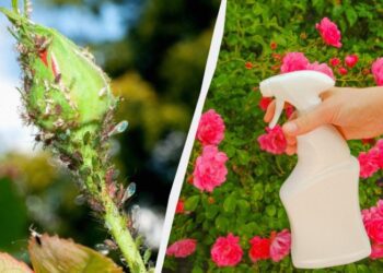 Попелиця ніколи не зачепить троянди: що потрібно зробити на клумбі навесні