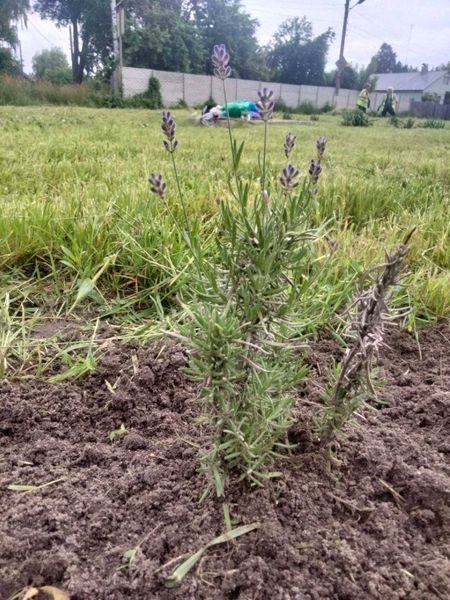 Працівники КП”Шостка-Зеленбуд”, попри зливу, продовжують прикрашати місто клумбами (фотофакт)