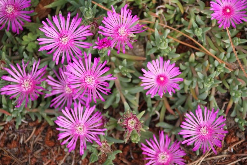 Самі цвітуть і не потребують догляду: 4 ідеальні квітки для озеленення могили