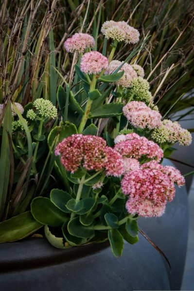 Самі цвітуть і не потребують догляду: 4 ідеальні квітки для озеленення могили