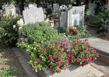 Самі цвітуть і не потребують догляду: 4 ідеальні квітки для озеленення могили