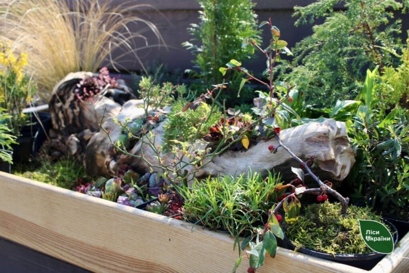 У декоративному розсаднику Конотопського лісництва створюють унікальні рослинні композиції