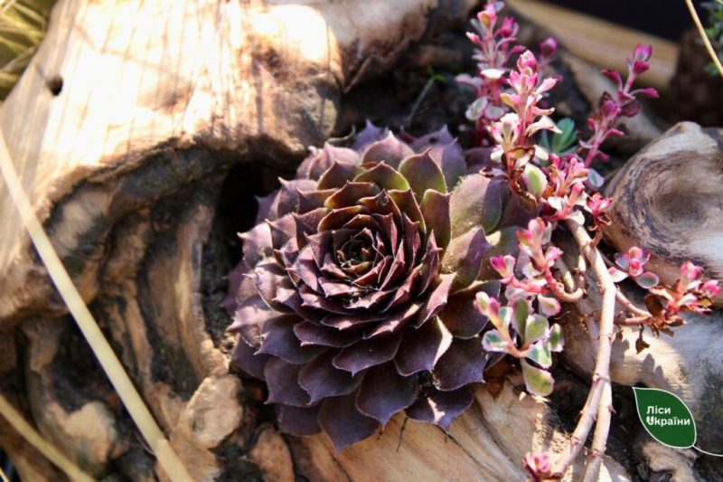 У декоративному розсаднику Конотопського лісництва створюють унікальні рослинні композиції