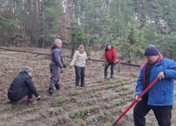 У лісових масивах Кролевеччини продовжать висаджувати дерева