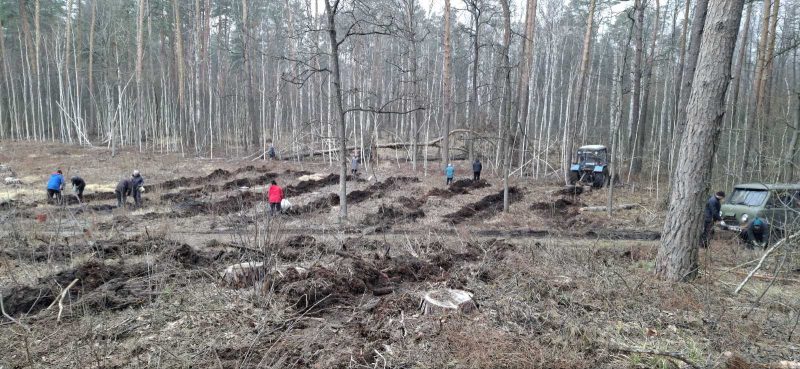 У лісових масивах Кролевеччини продовжать висаджувати дерева