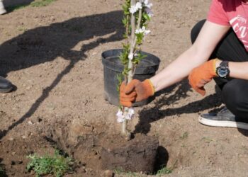 У Ромнах висадили алею сакур, присвячена світлій пам’яті загиблих Героїв України
