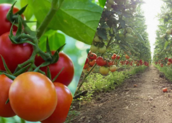 В Україні надійшли в продаж перші місцеві тепличні помідори: скільки коштує овоч