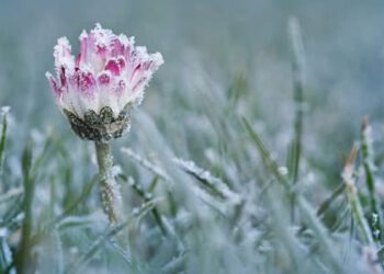 Вночі на Сумщині синоптики прогнозують заморозки
